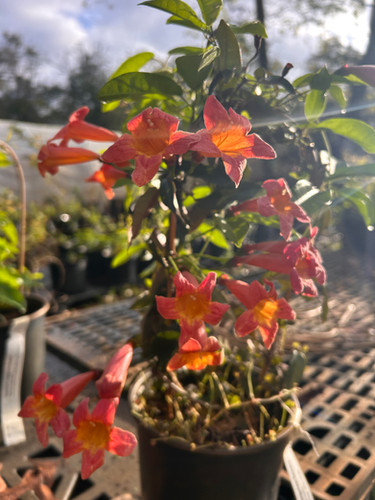Crossvine, Bignonia capreolata | ANW