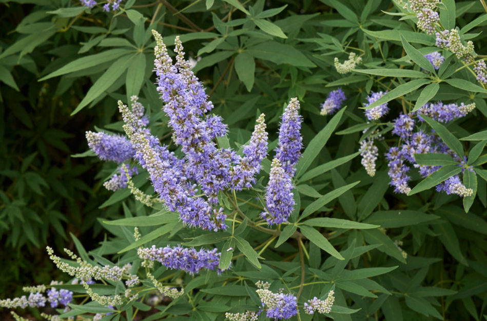 Chaste Tree, Vitex agnus-castus