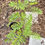 Thumbnail: Maryland Senna, Senna marilandica
