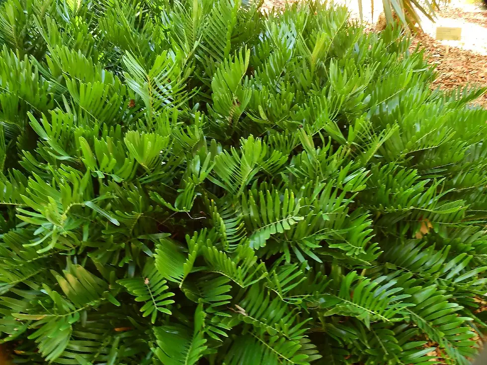 Coontie Palm, Zamia integrifolia