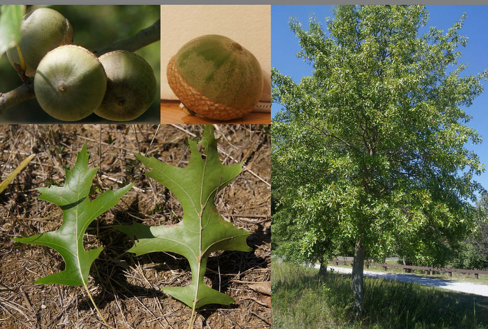 Shumard Oak, Quercus shumardii
