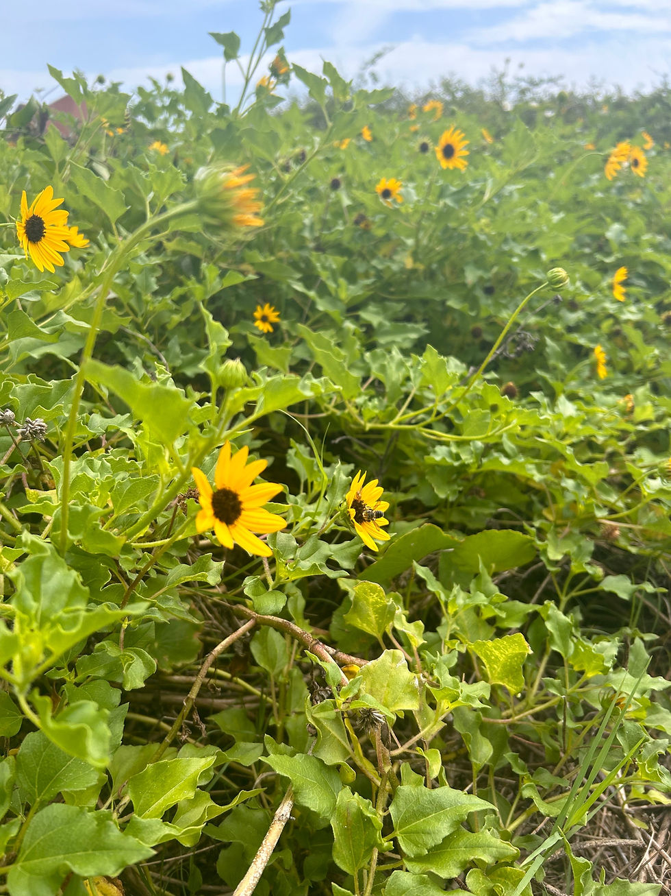 Thumbnail: Dune, Beach Sunflower, Helianthus debilis