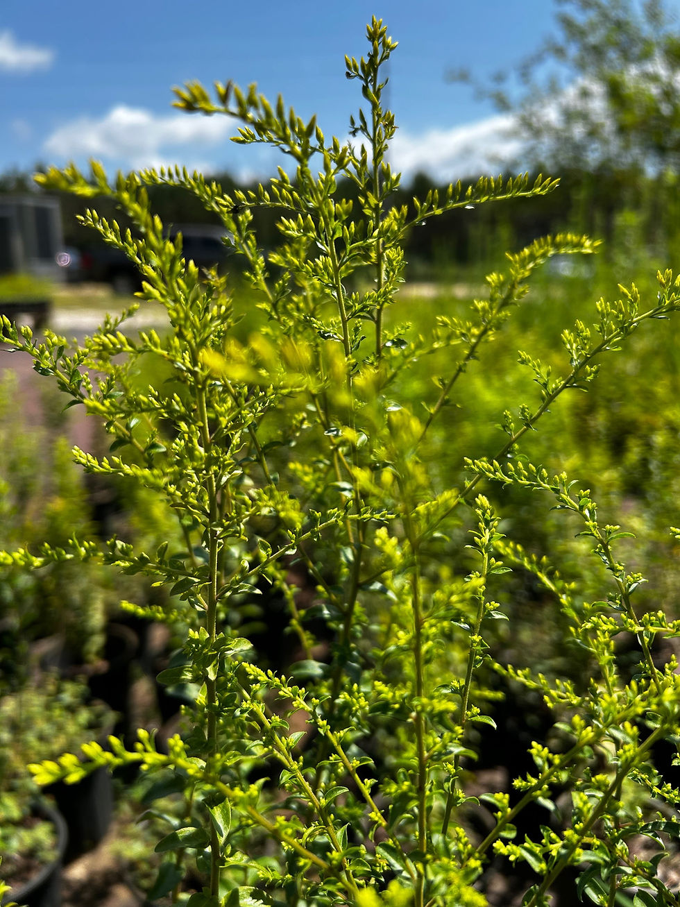 Thumbnail: Sweet Goldenrod - Soldiago odora