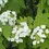 Thumbnail: Oakleaf Hydrangea, Hydrangea quercifolia