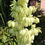 Thumbnail: Adam’s Needle, Yucca filamentosa
