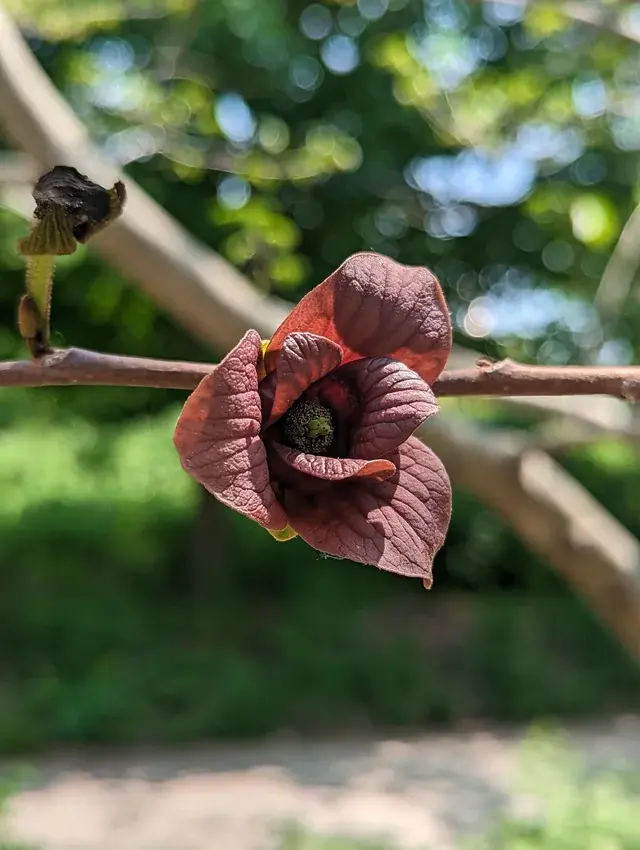 Smallflower Pawpaw, Asimina parviflora