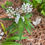 Thumbnail: Aquatic Milkweed, Asclepias perennis