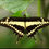 Thumbnail: Wild Lime, Zanthoxylum fagara