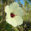 Thumbnail: Pineland Hibiscus, Hibiscus aculeatus