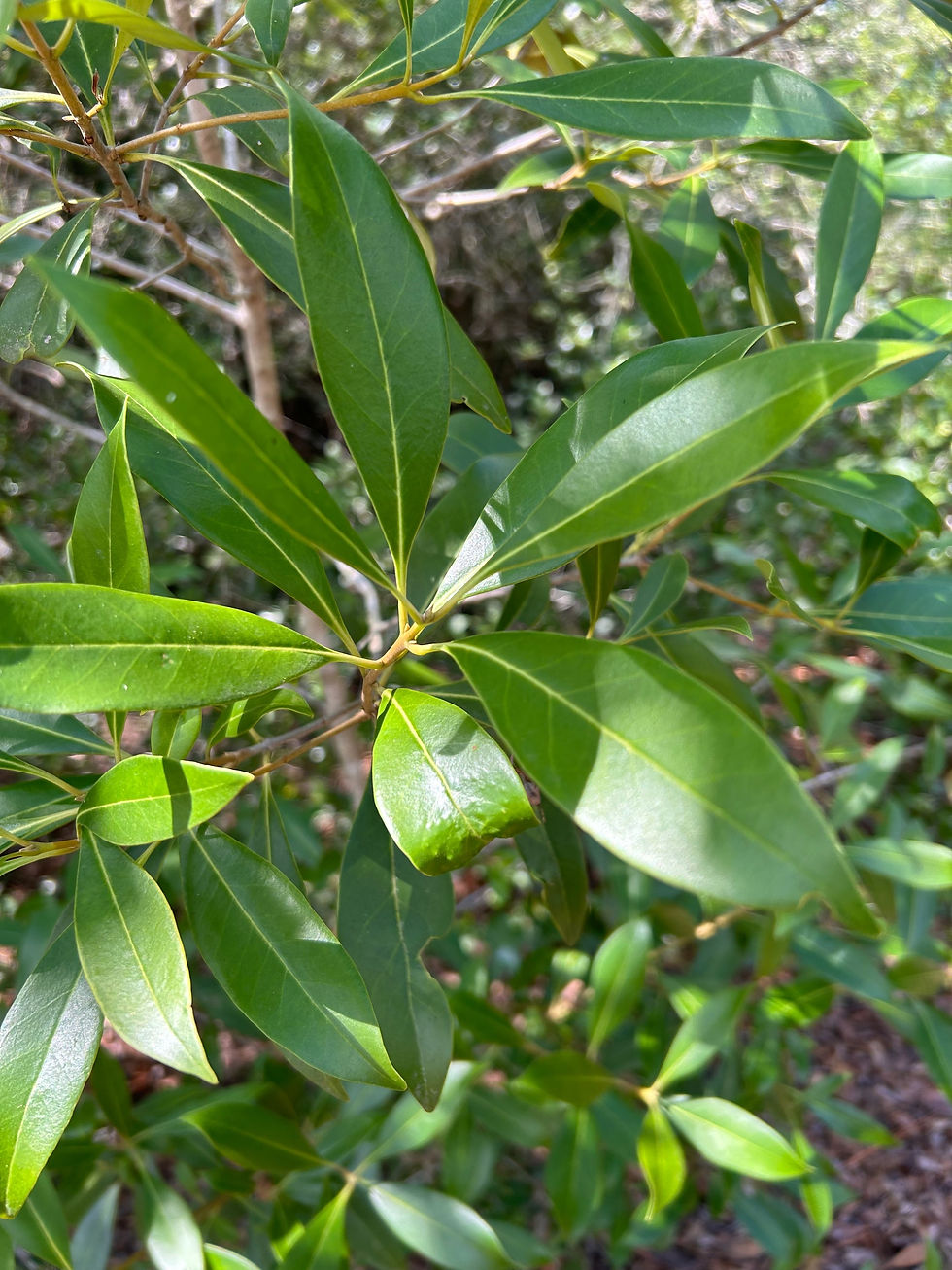 Wild Olive, Cartrema americana
