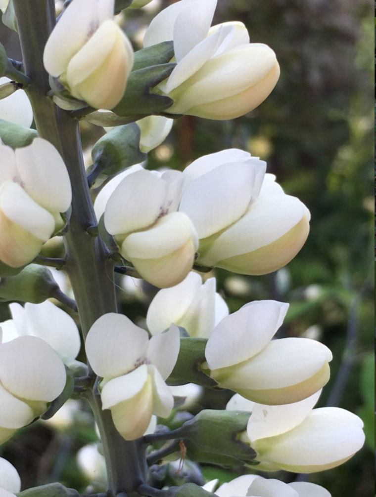 White Wild Indigo, Baptisia alba