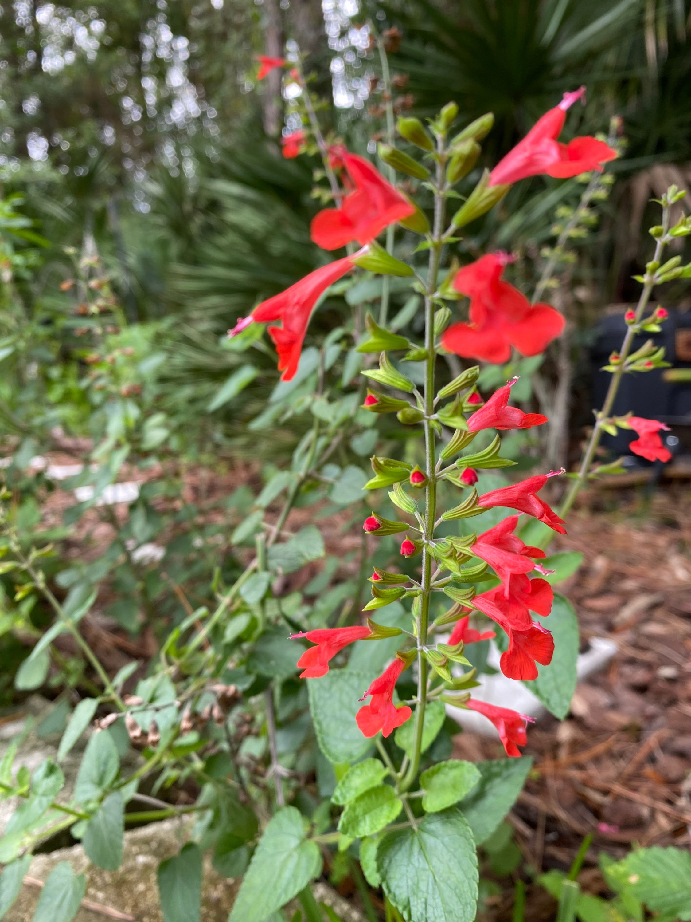 Tropical Sage, Salvia coccinea