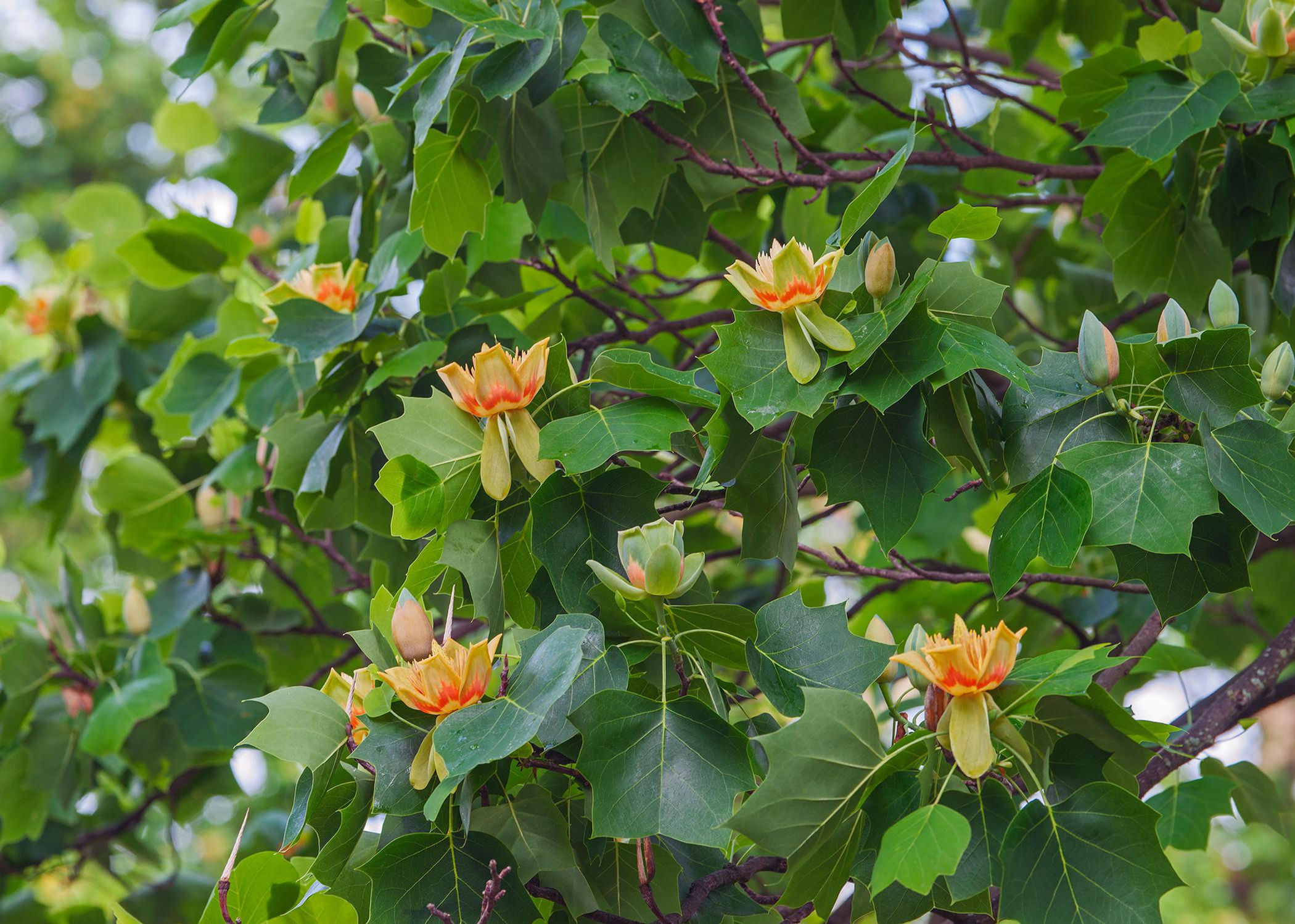 Tulip Poplar, Liriodendron tulipifera
