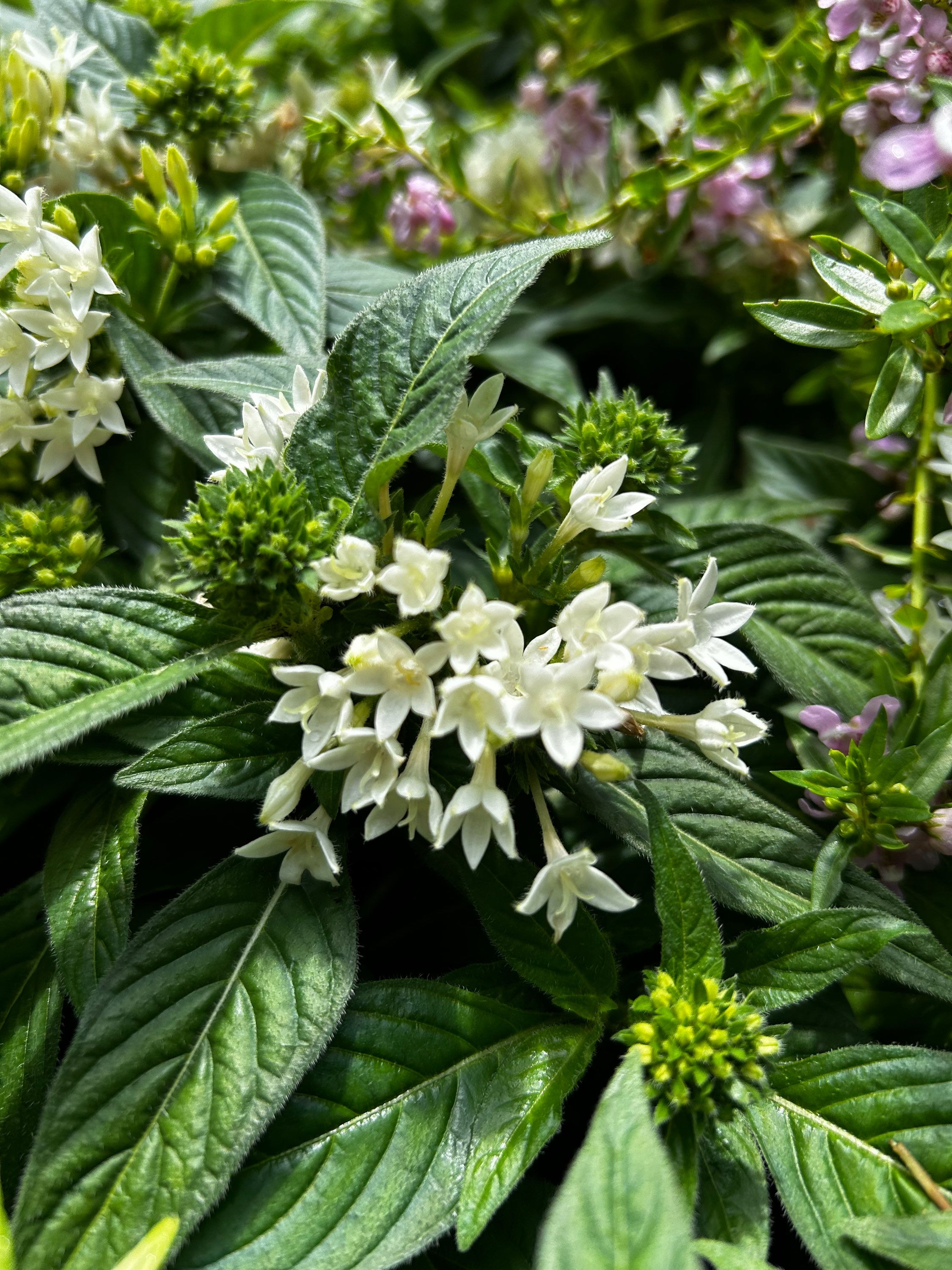 Pentas, Pentas lanceolata