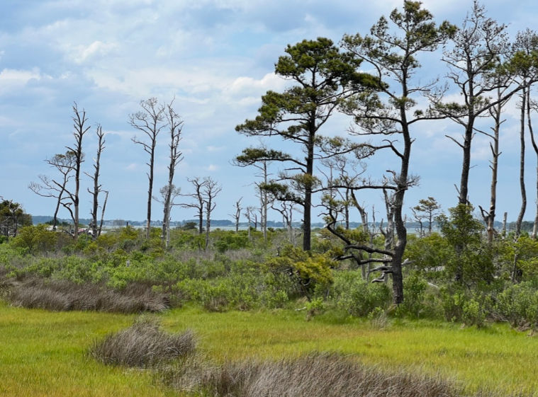 Thumbnail: Loblolly Pine, Pinus taeda