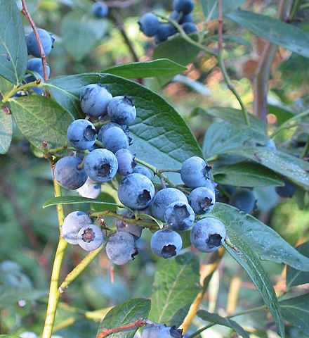 Highbush Blueberry, Vaccinium corymbosum
