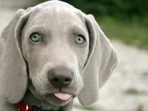 Comment nettoyer les oreilles de mon chien ?