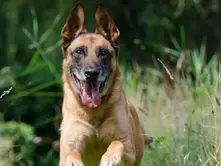 DANS QUELLE CATÉGORIE EST LE MALINOIS ?