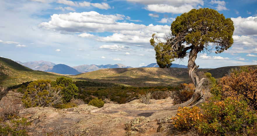Image displaying a view behind a pinon tree, representing the possibilities that lie ahead for students who work with pinon tutoring in albuquerque new mexico