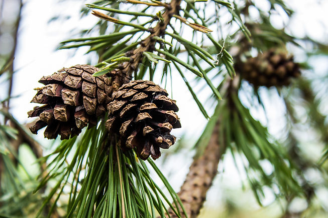 pinon pine cones representing the productivity students can expect after they contact pinon tutoring in albuquerque