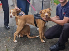 2 chiens provoquent un incendie à cause de leur gourmandise