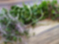 VARIOS 3 Variedades Cosecha.jpg