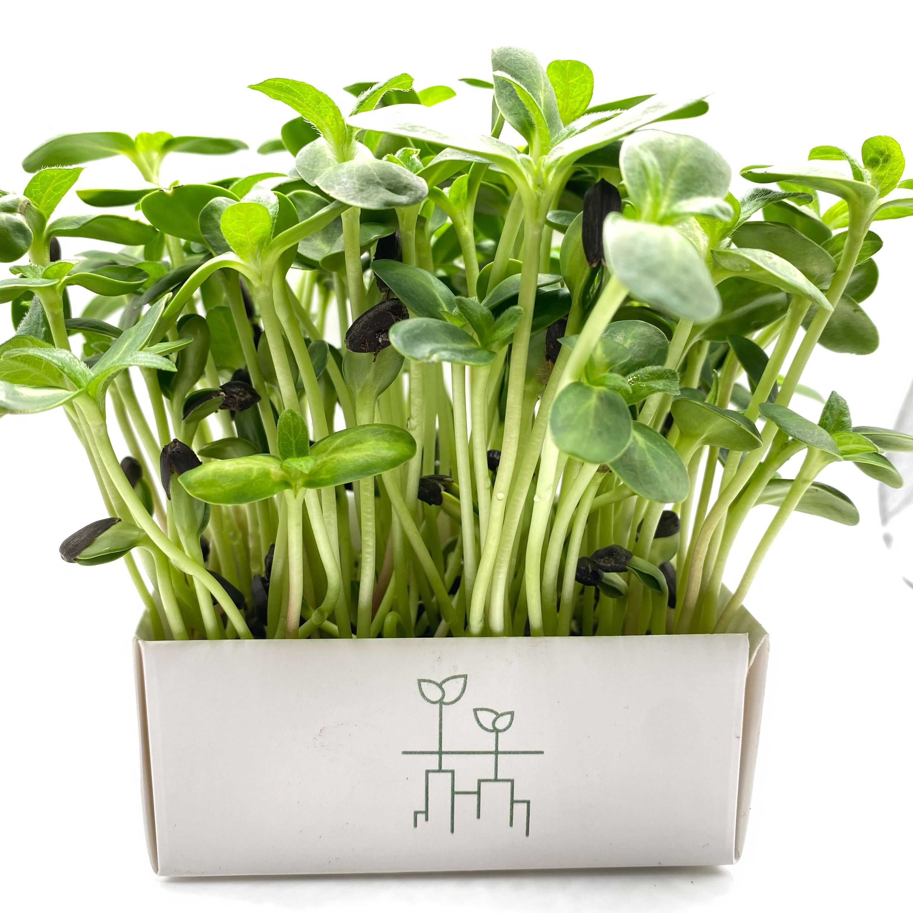 GIRASOL - Charola Viva