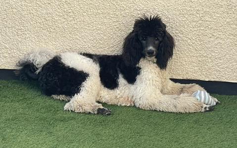 Tuxedo standard poodle puppies for sale cheap