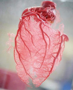 coeur.jpg