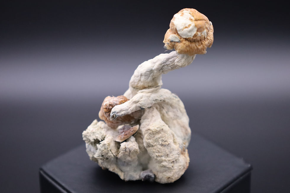 Sticker with Free Iceberg strain Mushroom gift