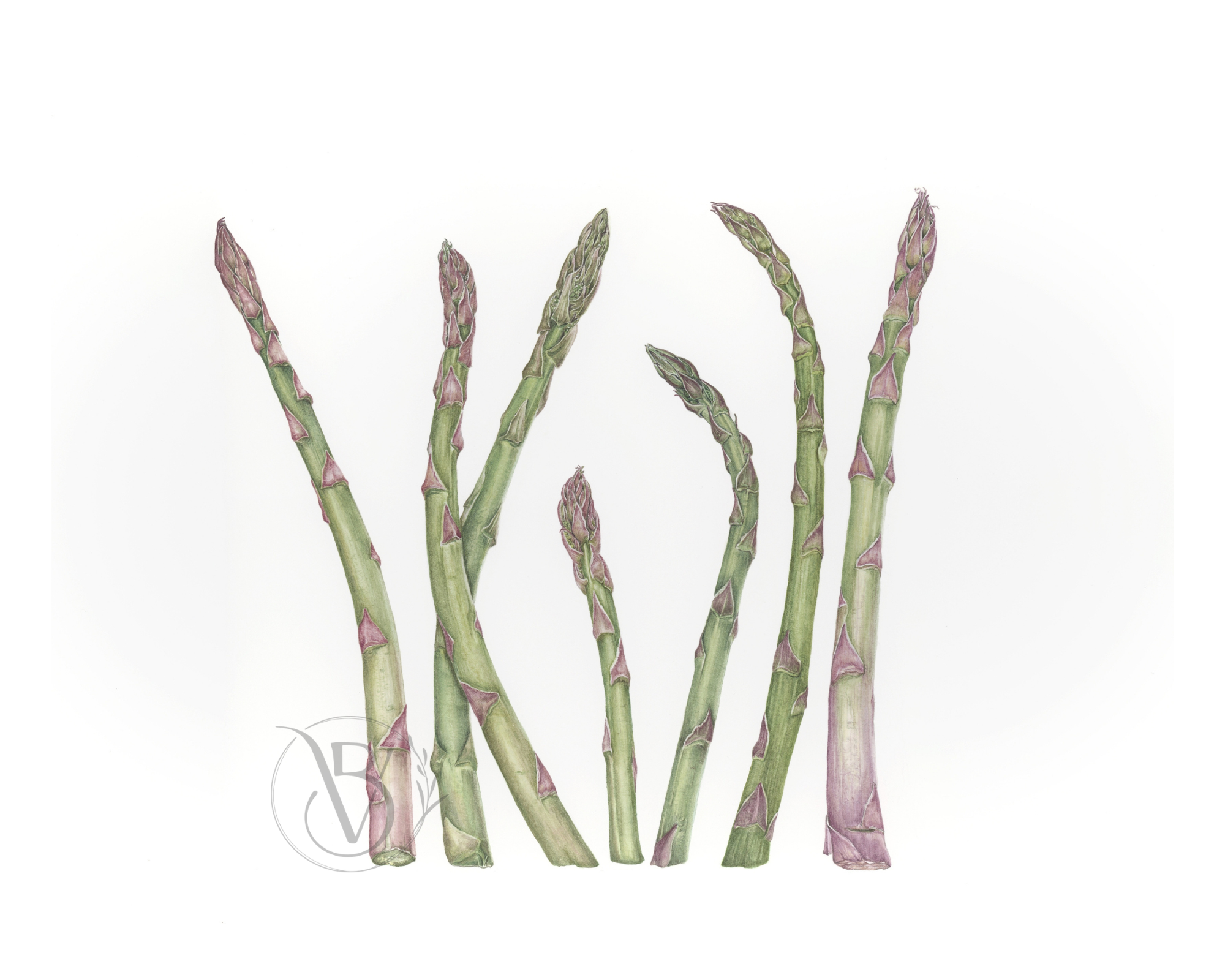 Asparagus Study