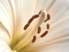 The Forgotten Power of Beauty: A Timeless Human Quest