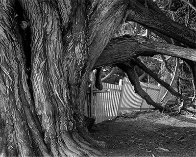 Trees