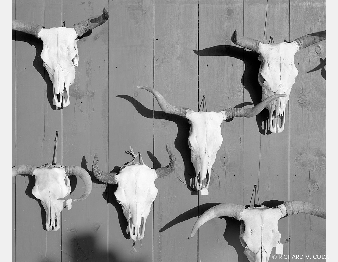 Cow Skulls, Santa Fe, NM, ©1991. 4x5" Silver Negative.