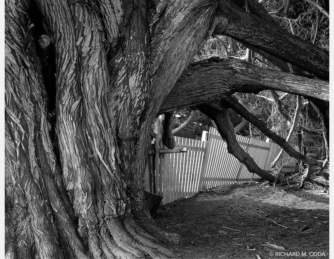Whalers Cove, Point Lobos, CA, ©1984. 4x5" Silver Negative.