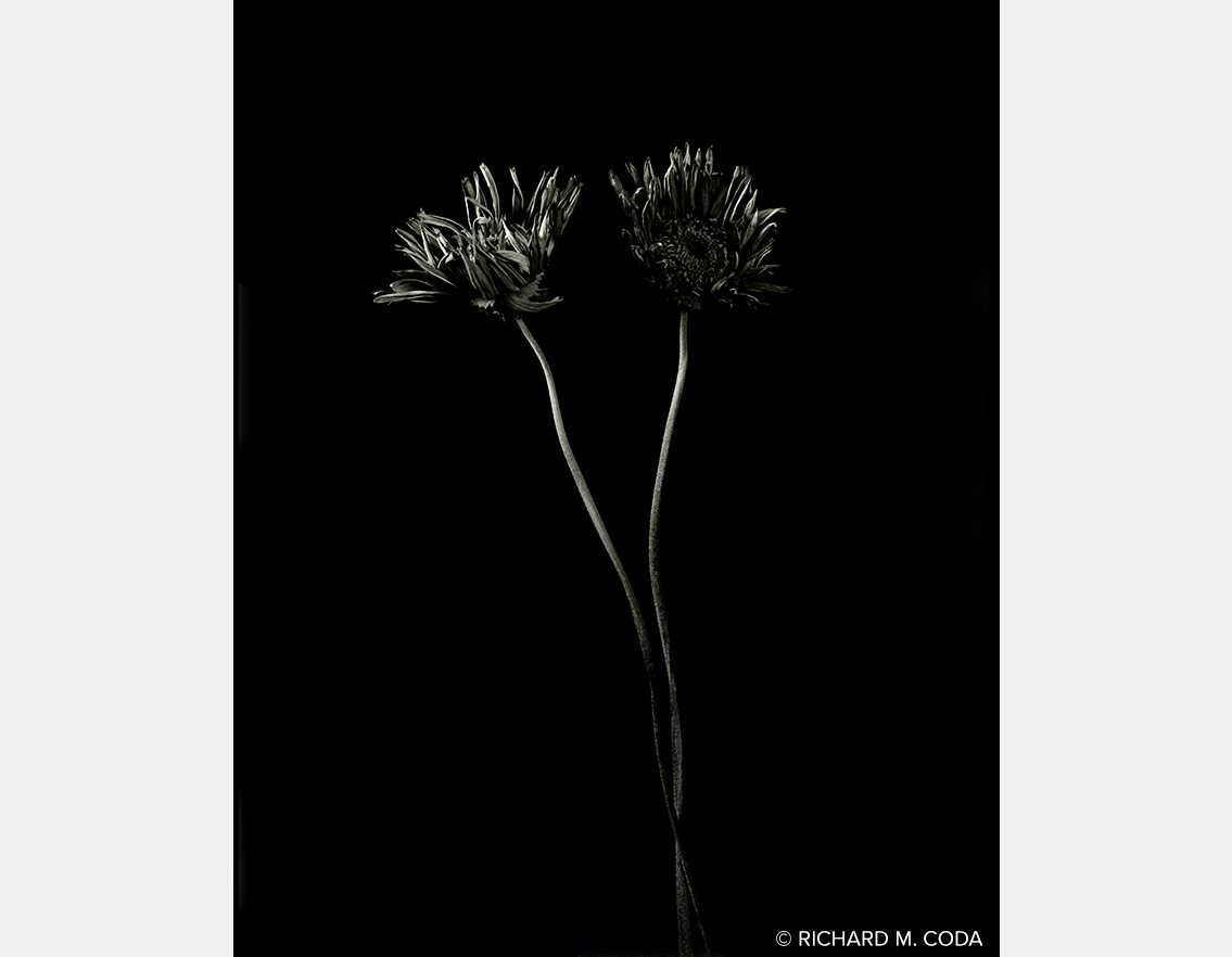 The Dance, Scottsdale, AZ, ©2018. 8x10" Silver Negative.