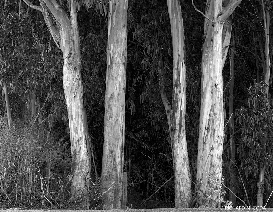 Pinnacles National Monument #6, Gonzales, CA, ©1987. 4x5" Silver Negative.