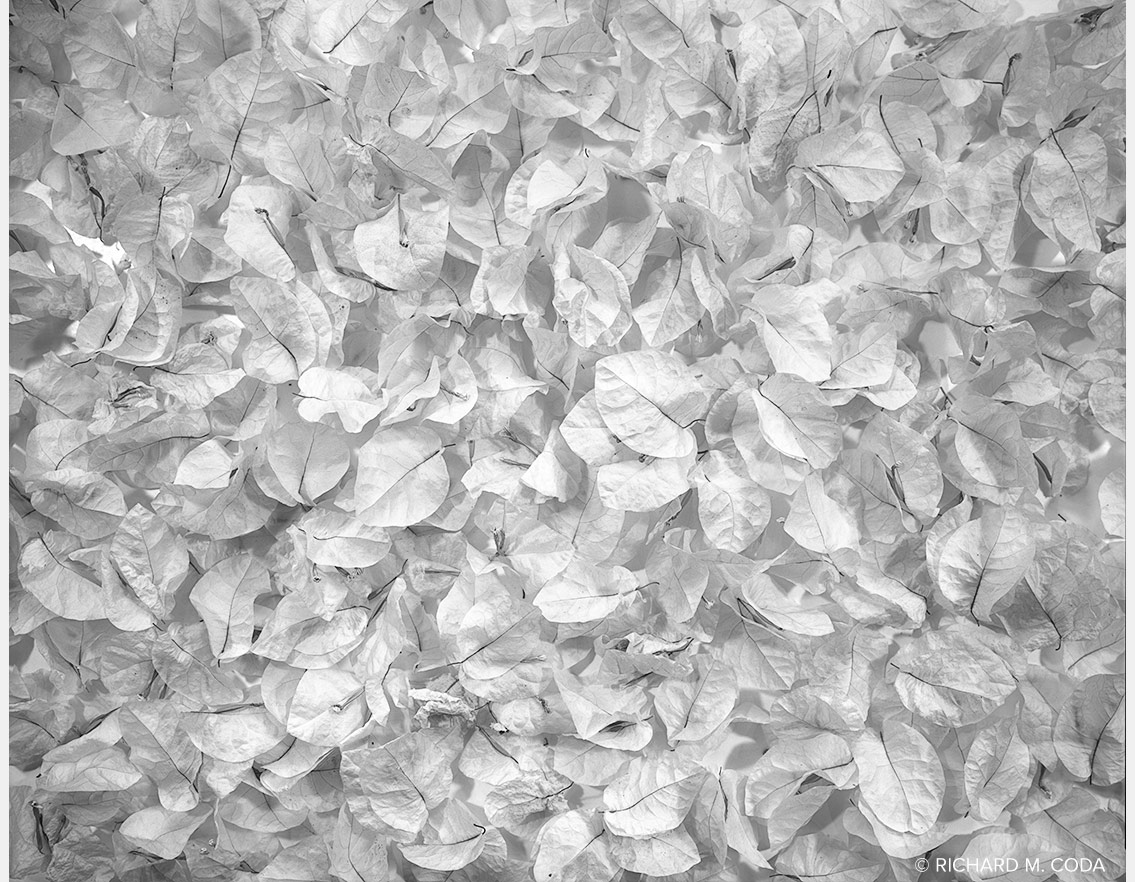 Dead Flowers, Shadow Hills, CA, ©2017. 8x10" Silver Negative.