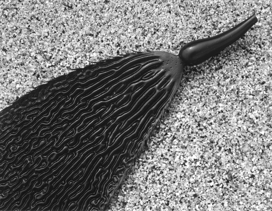 Kelp, Pt. Lobos, CA, ©2007. 4x5" Silver Negative.
