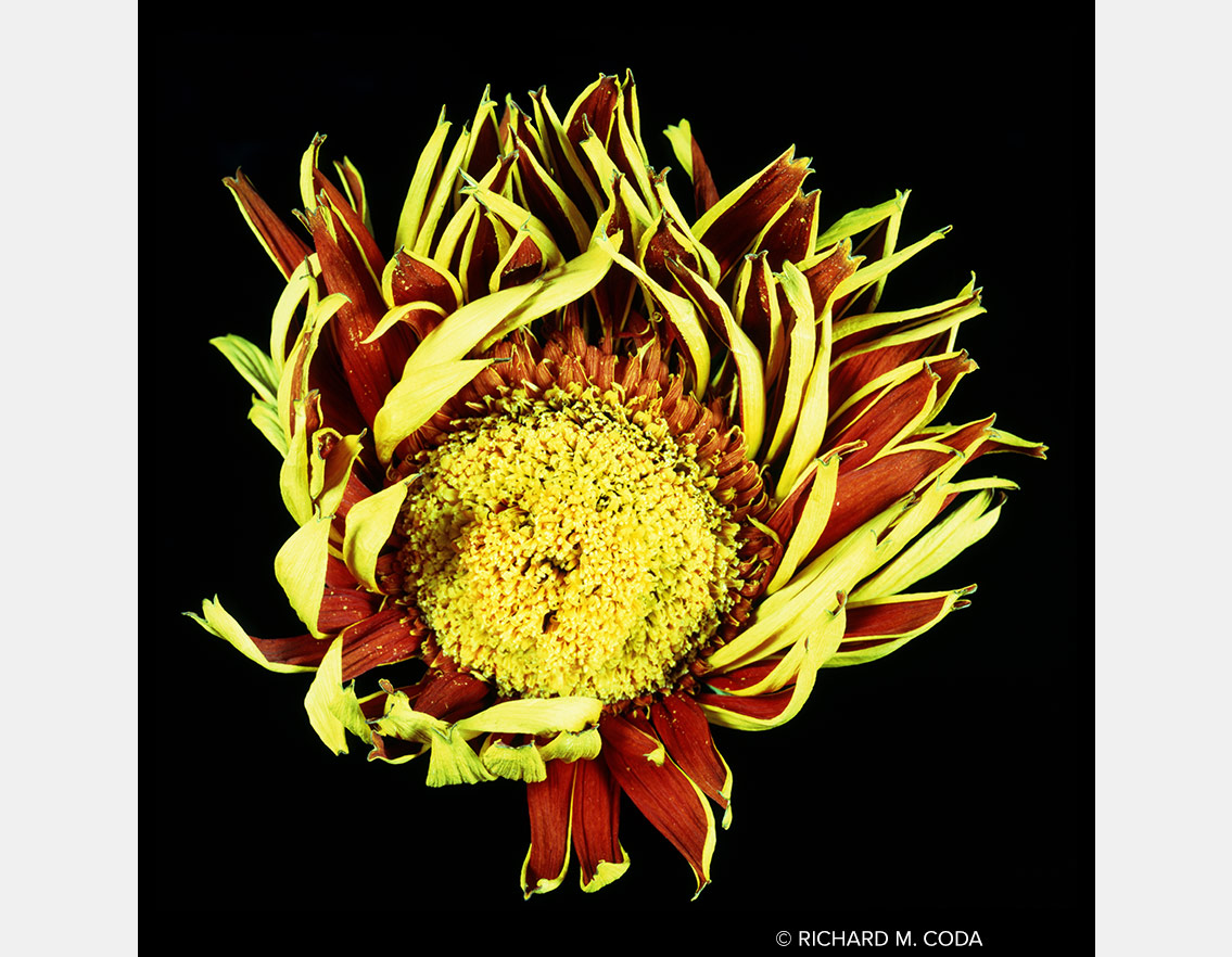 Dead Red Gerbera Daisy, Scottsdale, AZ, ©2014. 4x5" Transparency.