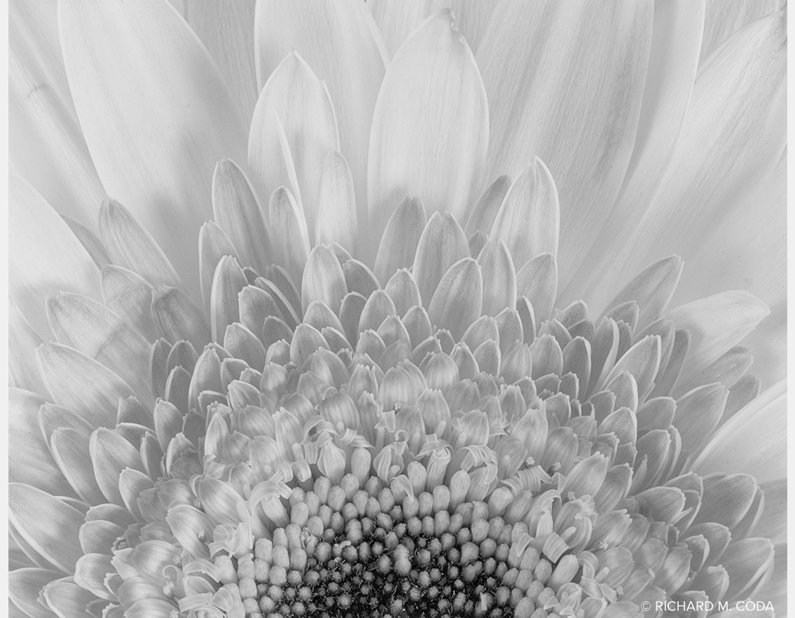 White Gerbera Daisy Detail, Scottsdale, AZ, ©2014. 4x5" Silver Negative.