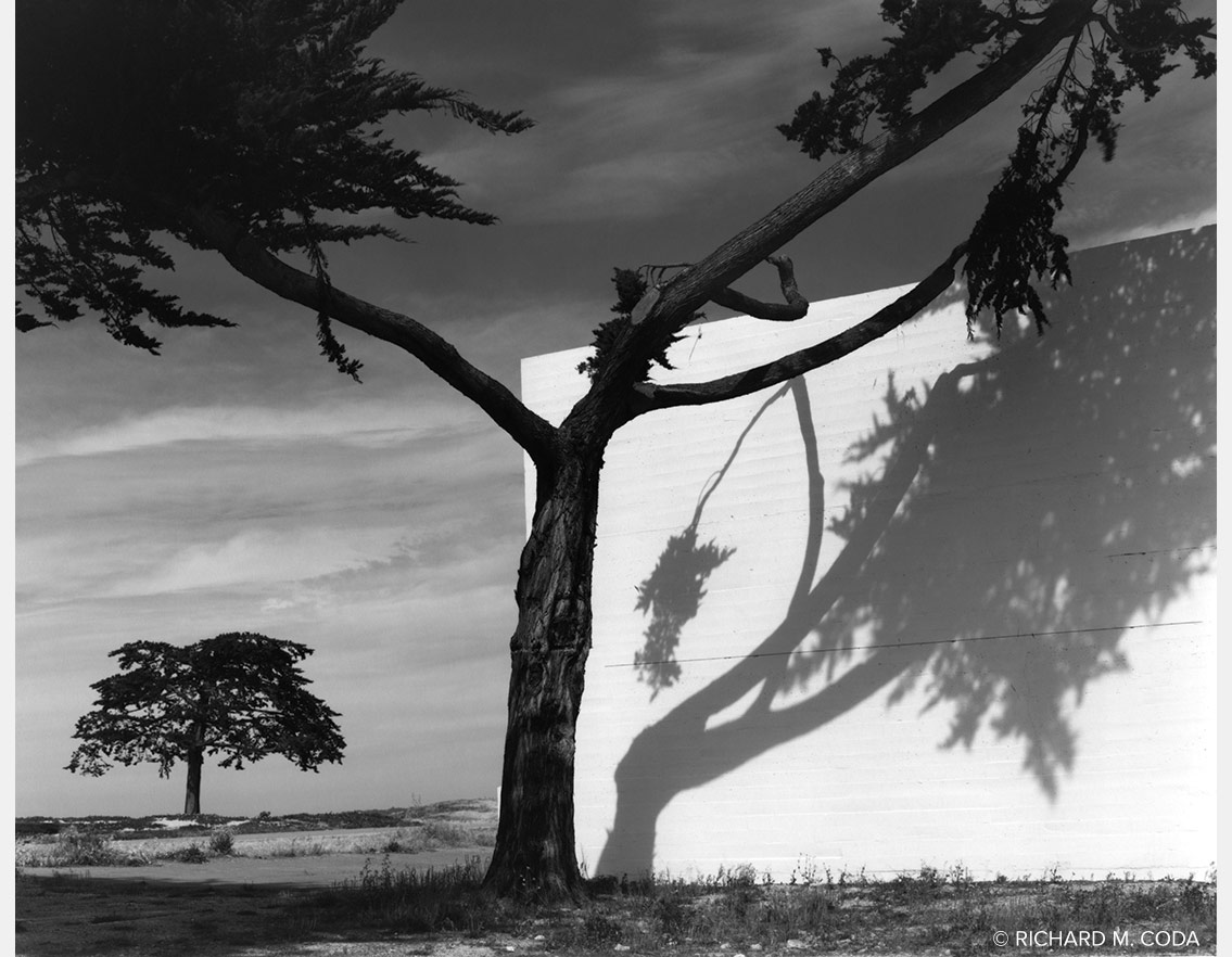 Cypress Grain, Pt. Lobos, CA, ©1986. 4x5" Silver Negative.
Arizona Sycamore Bark, Seven Springs, AZ, ©2010. 4x5" Silver Negative.