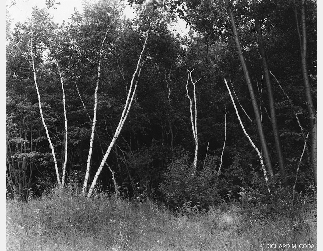 White Birches, Wayne, NJ, ©1983. 8x10" Silver Negative.
Monterey Oak, Monterey, CA, ©1987. 4x10" Silver Negative.