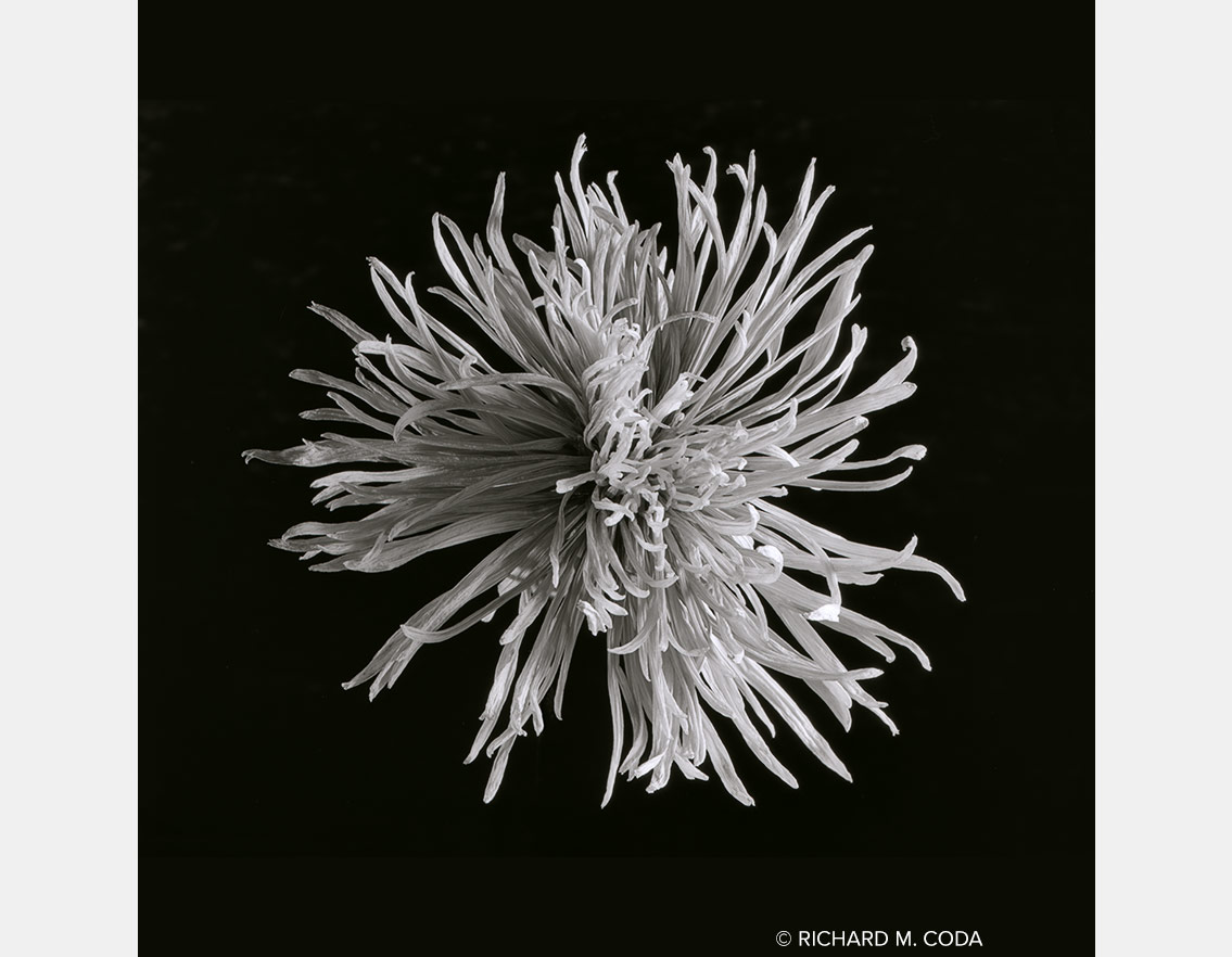 Dead White Chrysanthemum, Scottsdale, AZ, ©2014. 4x5" Silver Negative.