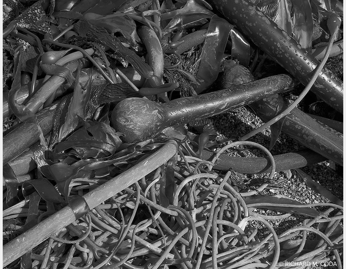 Kelp 1, Pt. Lobos, Carmel, CA, ©2017. 8x10" Silver Negative.