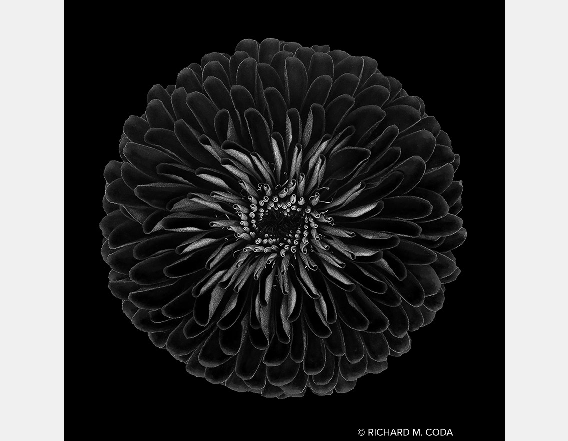 Black Dahlia, Cave Creek, AZ, ©2014. iPhone capture.