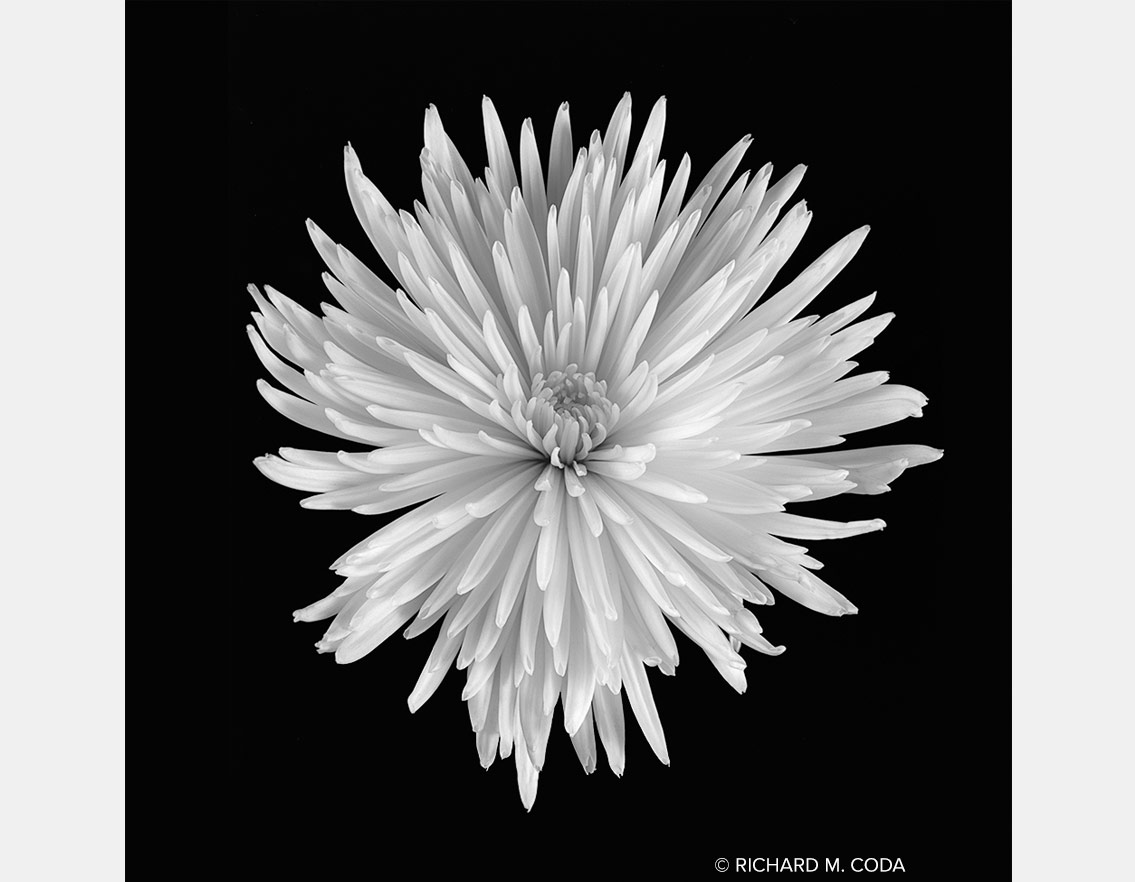 White Chrysanthemum, Scottsdale, AZ, ©2014. 4x5" Silver Negative.