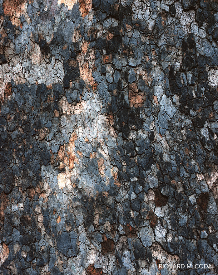 Arizona Sycamore Bark, Seven Springs, AZ, ©2010. 4x5" Silver Negative.