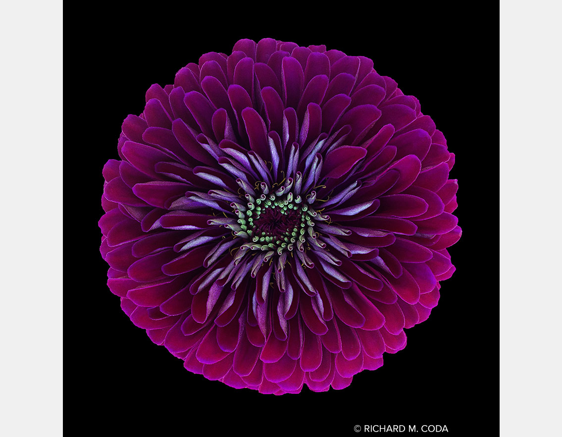 Dahlia, Color, Cave Creek, AZ, ©2014. iPhone capture.