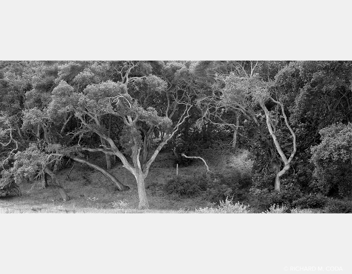 Two Trees, Pompton Lakes, NJ, ©1983. 4x5" Silver Negative.
Pinnacles National Monument #1, Gonzales, CA, ©1987. 4x5" Silver Negative.